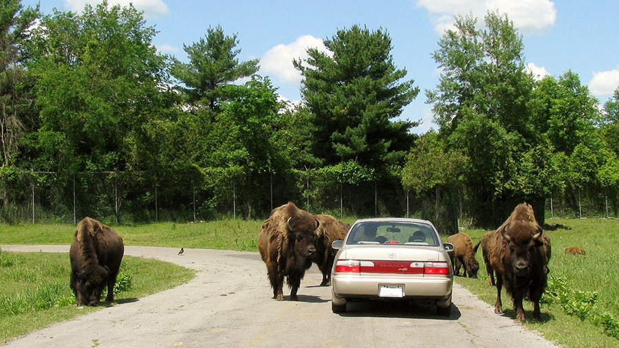 Photo de Parc Safari Hemmingford