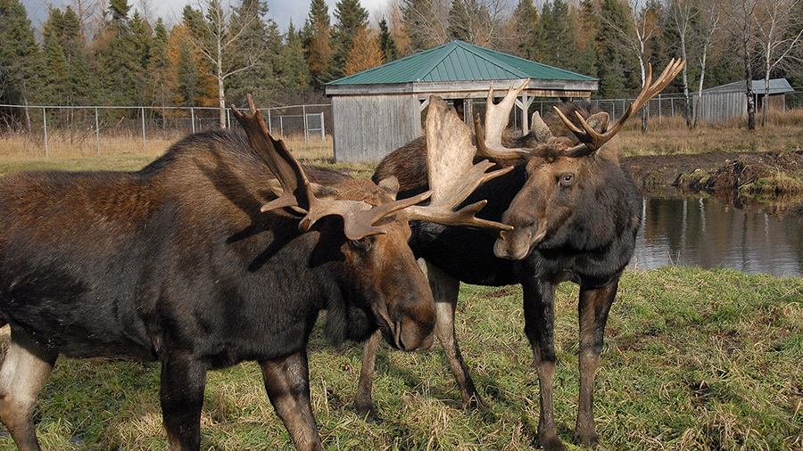 Photo de Refuge Pageau