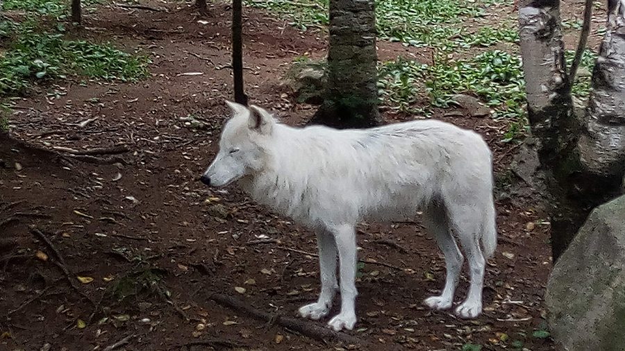 Photo de Zoo de Falardeau