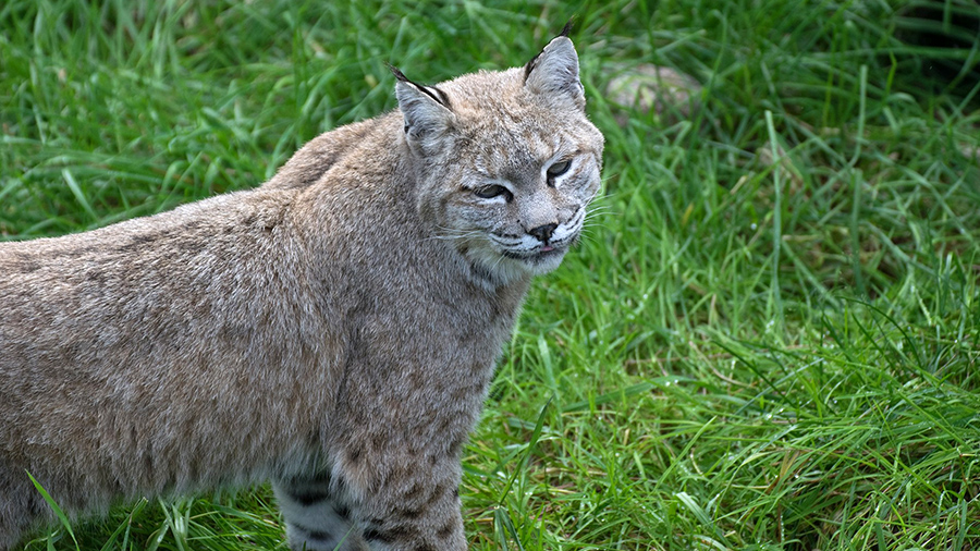 Photo de Zoo sauvage de Saint-Félicien